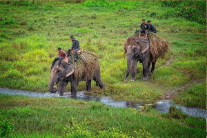 Kathmandu-Chitwan-Lumbini Tour